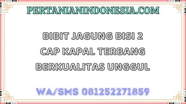 Bibit Jagung Bisi 2 Cap Kapal Terbang Berkualitas Unggul
